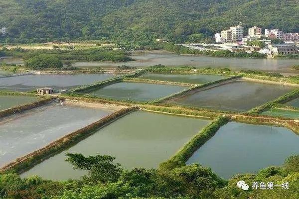 黑帝王魟魚(yú)人工繁殖技術(shù)進(jìn)展，黑帝王魟魚(yú)的人工繁殖技術(shù)是提高繁殖成功率的關(guān)鍵 魟魚(yú)百科 第5張