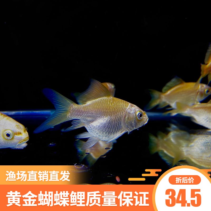 蝴蝶鯉魚苗最佳飼養(yǎng)溫度，蝴蝶鯉魚苗的最佳飼養(yǎng)溫度是多少 觀賞魚市場（混養(yǎng)魚） 第5張