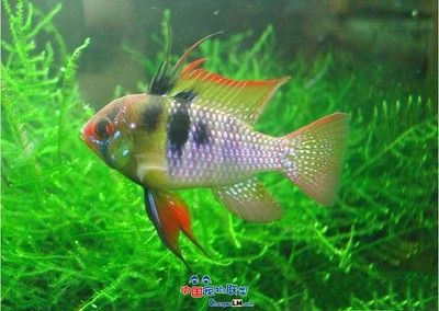 鳳凰魚繁殖技術(shù)要點(diǎn)，鳳凰魚的繁殖技術(shù) 觀賞魚市場(chǎng)（混養(yǎng)魚） 第1張