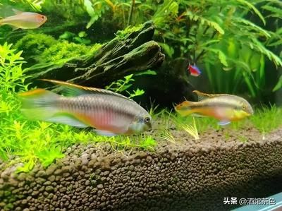 鳳凰魚繁殖技術(shù)要點(diǎn)，鳳凰魚的繁殖技術(shù) 觀賞魚市場(chǎng)（混養(yǎng)魚） 第2張