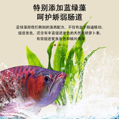 龍魚(yú)發(fā)色飼料配方比例是多少，自制龍魚(yú)飼料的配方