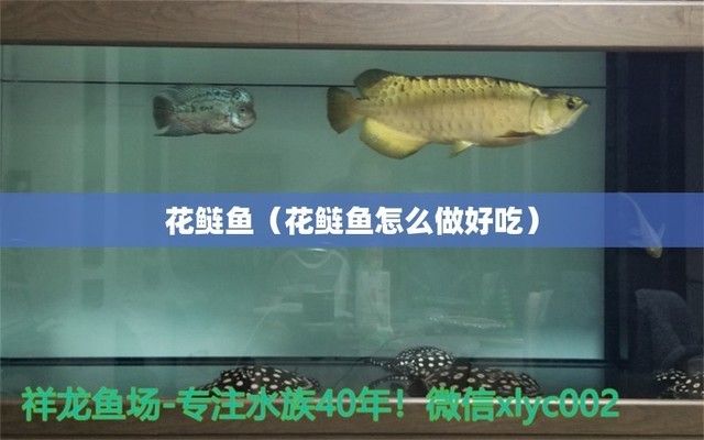 白子黑帝王魟魚(yú)的飲食習(xí)慣，白子黑帝王魟魚(yú)最佳生活環(huán)境，如何判斷魟魚(yú)健康狀態(tài)？ 魟魚(yú)百科 第4張