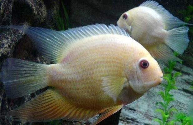 菠蘿魚幼魚最佳飼料選擇，菠蘿魚幼魚最佳飼料選擇菠蘿魚幼魚最佳飼料選擇 觀賞魚市場（混養(yǎng)魚） 第5張