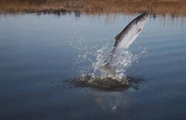 魚(yú)苗飼養(yǎng)空間設(shè)計(jì)要點(diǎn)，魚(yú)苗飼養(yǎng)空間設(shè)計(jì)的幾個(gè)要點(diǎn)，魚(yú)苗飼養(yǎng)空間設(shè)計(jì)要點(diǎn) 觀賞魚(yú)市場(chǎng)（混養(yǎng)魚(yú)） 第1張