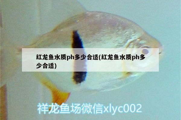 BD魟魚適宜的pH值調(diào)控技巧 魟魚百科 第1張