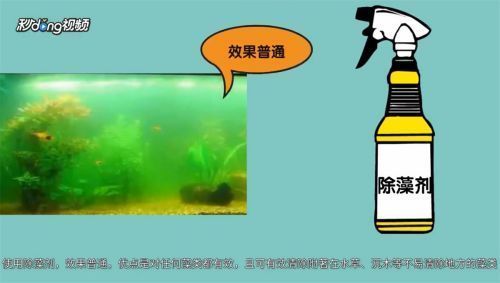 龍魚魚缸長青苔怎么辦，如何自然去除魚缸青苔 魚缸百科 第3張