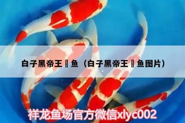 白子黑帝王魟魚的日常護(hù)理，白子黑帝王魟魚的日常護(hù)理基本指南：白子黑帝王魟魚 魟魚百科 第5張