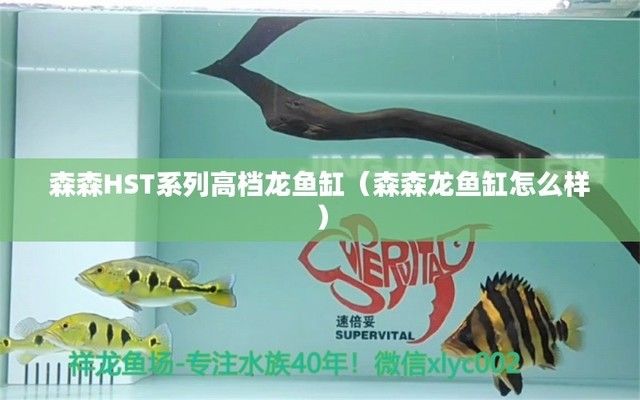 森森龍魚缸怎么樣，森森魚缸用戶反饋匯總森森魚缸與其他品牌的對(duì)比