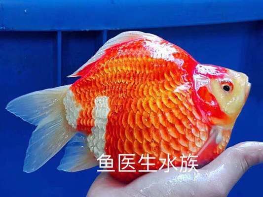 大日玉鯖魚的選購技巧，大日玉鯖魚飼養(yǎng)環(huán)境要求，大日玉鯖魚飼料選擇指南 觀賞魚市場（混養(yǎng)魚） 第3張