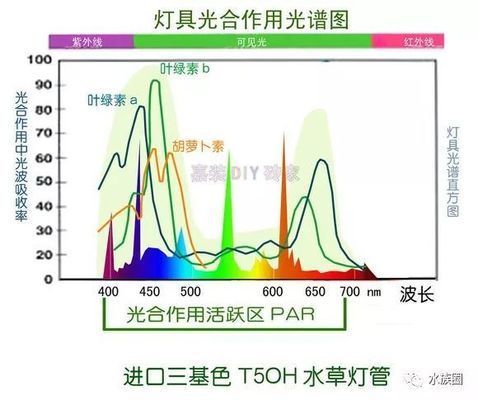 水草在LED燈下生長(zhǎng)情況，led燈對(duì)水草生長(zhǎng)的影響 觀賞魚市場(chǎng)（混養(yǎng)魚） 第3張