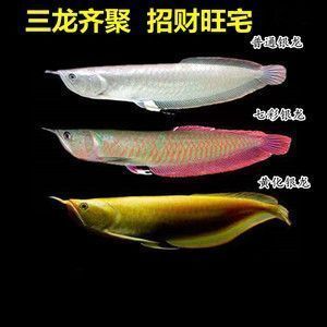 龍魚爛尾巴恢復(fù)要多久，龍魚爛尾巴恢復(fù)時間 龍魚百科 第2張