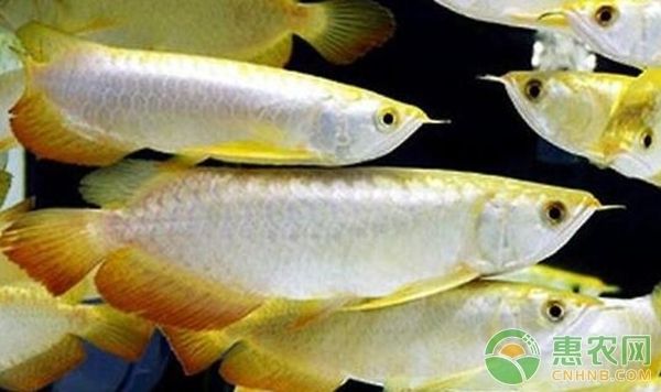 龍魚好不好養(yǎng)在魚缸里，如何正確的飼養(yǎng)龍魚