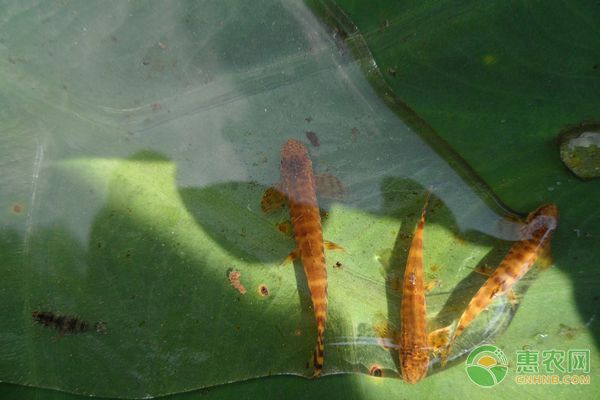 女王大帆魚苗疾病預(yù)防措施，女王大帆魚苗疫苗接種指南，魚苗日常巡塘注意事項 觀賞魚市場（混養(yǎng)魚） 第3張