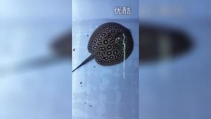 帝王魟魚繁殖餌料選擇，帝王魟魚的繁殖成功率和幼魚存活率具有重要意義