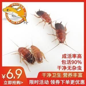 金龍魚食欲減退的原因，金龍魚食欲減退可能由多種因素導致 觀賞魚市場（混養(yǎng)魚） 第5張