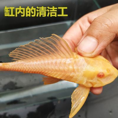 BD魟魚營養(yǎng)需求詳解，bd魟魚喂食后多久消化bd魟魚營養(yǎng)均衡 魟魚百科 第5張