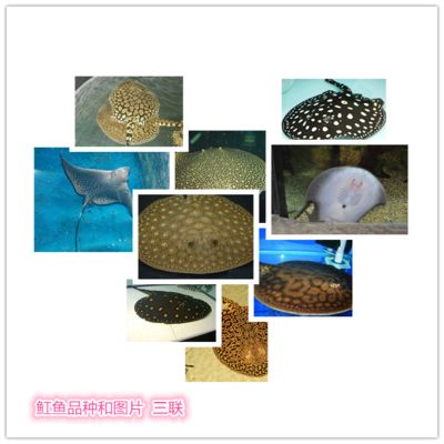 福魟魟魚飼料保存方法，如何保存福[需手動填充][需手動填充]魚飼料 魟魚百科 第1張