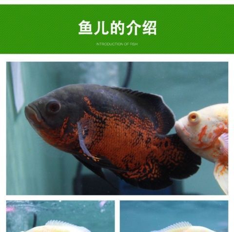 如何辨別野生地圖魚真?zhèn)?，如何辨別野生地圖魚的真?zhèn)? title=