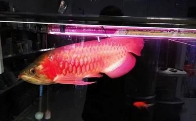 龍魚缸濾材用什么最好，如何自制龍魚缸高效濾材，龍魚缸濾材更換周期指南，活性炭濾材使用注意事項 魚缸百科 第5張