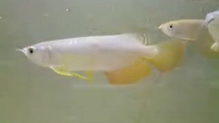 高背金龍魚最佳飼料品牌，高背金龍魚的最佳飼料品牌 觀賞魚市場（混養(yǎng)魚） 第3張