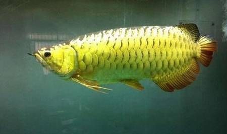 高背金龍魚最佳飼料品牌，高背金龍魚的最佳飼料品牌 觀賞魚市場（混養(yǎng)魚） 第5張