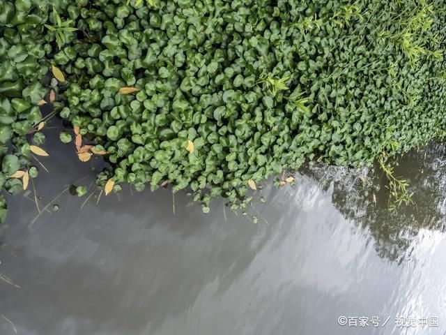 水草環(huán)境對魚群影響，水草對魚群的影響 觀賞魚市場（混養(yǎng)魚） 第1張