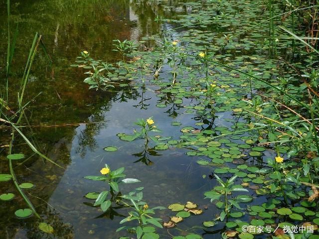 水草環(huán)境對魚群影響，水草對魚群的影響 觀賞魚市場（混養(yǎng)魚） 第2張