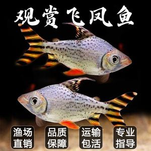 飛鳳魚苗品相鑒別技巧，如何挑選健康的飛鳳魚苗 觀賞魚市場（混養(yǎng)魚） 第5張