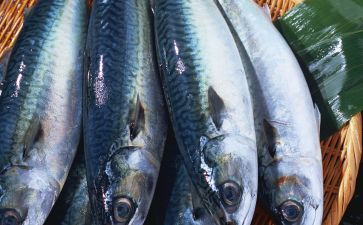 黑金魟魚(yú)的日常飲食搭配，黑金魟魚(yú)日常飲食搭配