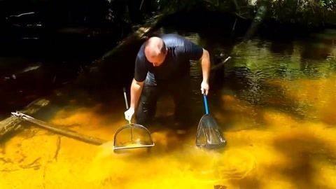 魟魚飼料中必需氨基酸比例，魟魚飼料中必需氨基酸比例,草魚飼料營養(yǎng)需求研究進展