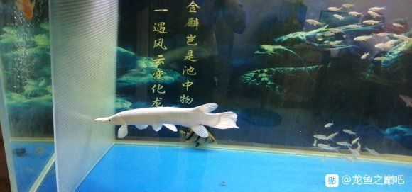 白化火箭魚(yú)品相鑒定標(biāo)準(zhǔn)，白化火箭魚(yú)品相鑒定標(biāo)準(zhǔn)：白化火箭魚(yú)品相鑒定標(biāo)準(zhǔn)