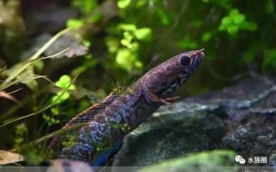 龍魚用什么缸養(yǎng)比較好看的，龍魚水族箱的選擇 水族問答