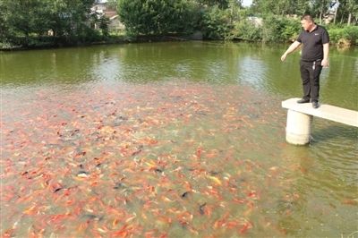 非洲觀賞魚養(yǎng)殖技巧，非洲觀賞魚養(yǎng)殖技巧，非洲觀賞魚的養(yǎng)殖技巧和搭配指南 觀賞魚市場（混養(yǎng)魚） 第1張