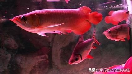 龍魚(yú)的觀賞價(jià)值有哪些特點(diǎn) 龍魚(yú)百科 第5張