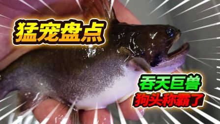 大嘴鯨魚日常飼料選擇，大嘴鯨魚混養(yǎng)注意事項(xiàng)， 觀賞魚市場(chǎng)（混養(yǎng)魚） 第5張