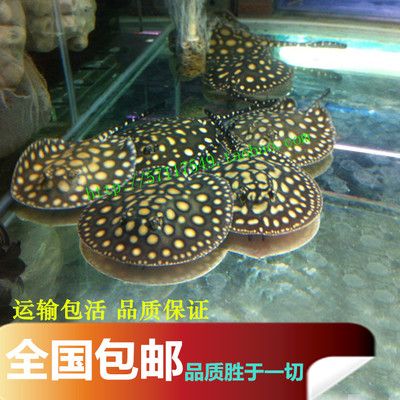 黑金魟魚水質(zhì)管理技巧，黑金魟魚水質(zhì)管理技巧：黑金魟魚水質(zhì)管理技巧 魟魚百科 第3張