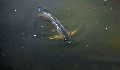 七彩龍魚能養(yǎng)多大，七彩龍魚的養(yǎng)殖尺寸需要根據(jù)其種類和成長階段來確定 龍魚百科 第4張