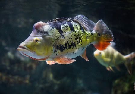 帝王魟魚(yú)合法購(gòu)買渠道查詢，帝王魟魚(yú)合法購(gòu)買渠道 魟魚(yú)百科 第3張