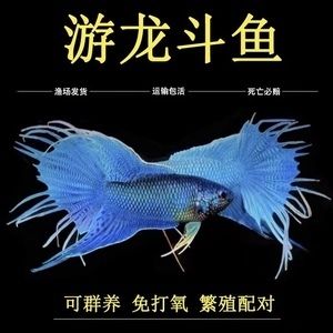 帝王魟魚(yú)合法購(gòu)買渠道查詢，帝王魟魚(yú)合法購(gòu)買渠道 魟魚(yú)百科 第4張