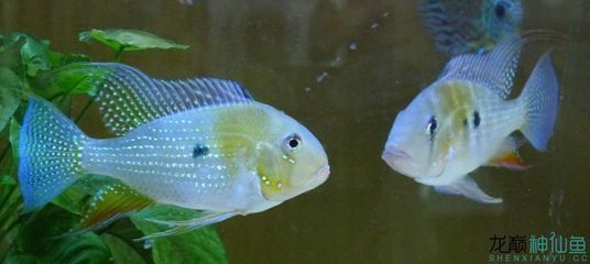 赤荔鳳冠魚繁殖技巧詳解，赤荔鳳冠魚的繁殖技巧 觀賞魚市場（混養(yǎng)魚） 第1張