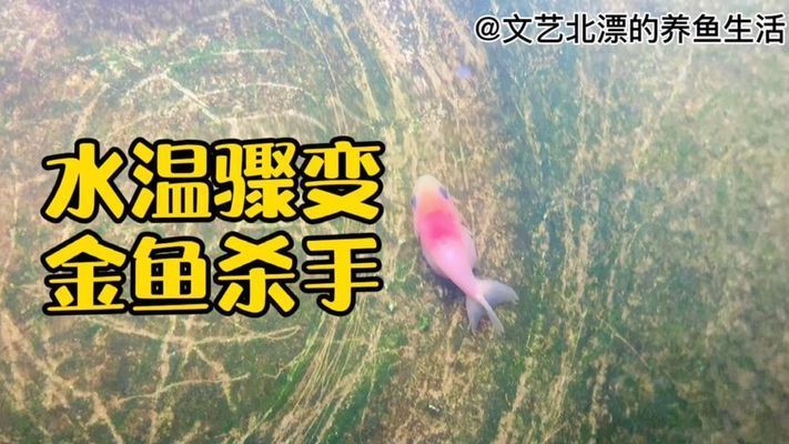 狗頭魚水溫驟變影響，關于狗頭魚水溫驟變影響的詳細信息 觀賞魚市場（混養(yǎng)魚） 第4張