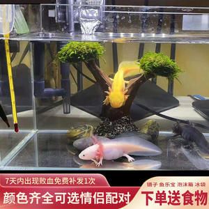 六角恐龍魚魚缸造景，六角恐龍魚缸造景方法不僅美觀大方，還能為六角恐龍魚提供良好生活環(huán)境 魚缸百科 第2張