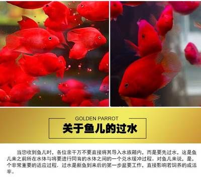 紅色金龍魚圖片整張圖片高清，一張高清的紅色金龍魚圖片 水族問答