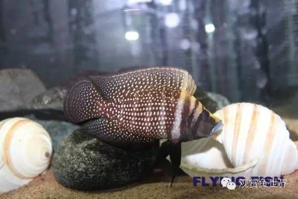 虎魚(yú)繁殖期飼料選擇指南，虎魚(yú)繁殖期飼料選擇指南虎魚(yú)繁殖期飼料選擇指南 虎魚(yú)百科 第5張