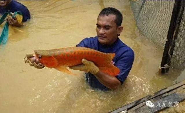 龍魚(yú)繁殖場(chǎng)，廣州龍魚(yú)繁殖場(chǎng) 龍魚(yú)百科 第4張