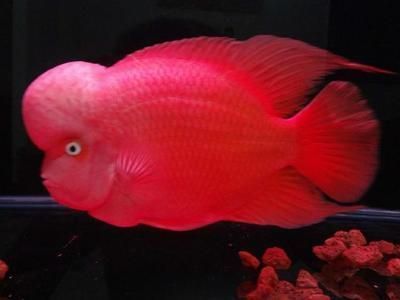 水族館推薦的魟魚飼料品牌，水族館推薦的魟魚飼料品牌包括哪些 魟魚百科 第1張