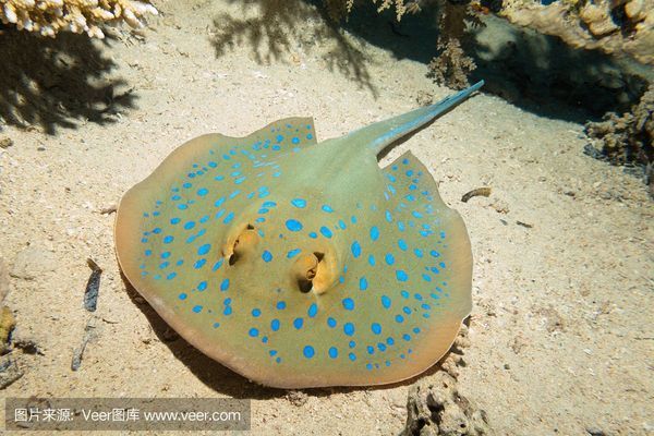 魟魚飼料管理技巧，魟魚飼料與活餌比例建議,魟魚新魚入缸適應(yīng)技巧 魟魚百科 第3張