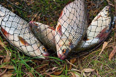 黑金魟魚(yú)繁殖成功率提升方法，黑金魟魚(yú)的繁殖成功率提升方法