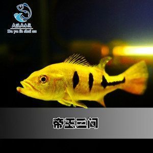 飛鳳魚苗常見疾病及癥狀 觀賞魚市場（混養(yǎng)魚） 第5張