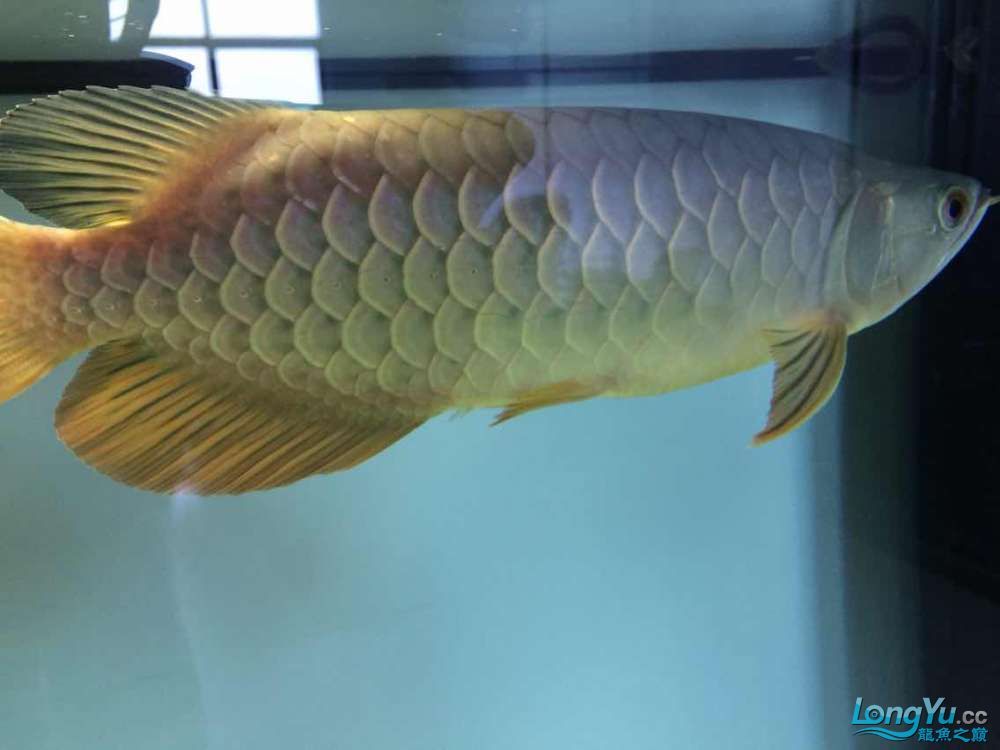 恐龍魚(yú)吃什么肉，關(guān)于恐龍魚(yú)的問(wèn)題 水族問(wèn)答